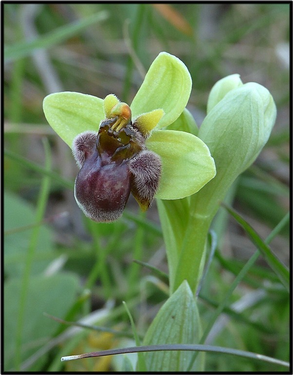 Ophrys tenthredinifera.